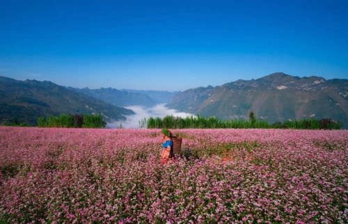 Buckwheat Flower Season in Ha Giang: October Travel Guide