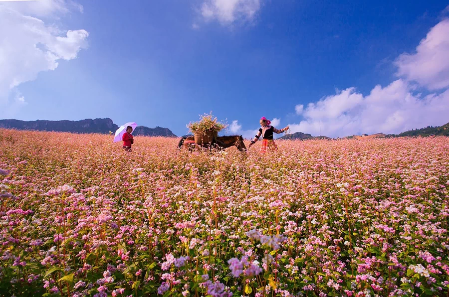 Where to See Buckwheat Flowers in Ha Giang